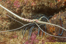 lobster and flatworm